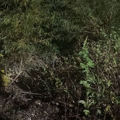 bone to pick (lil fairy)