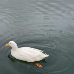 closeyoureyes (ayesha)