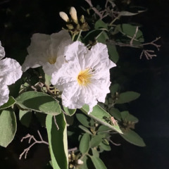 I lost my voice making you this song and I can’t remember where I put it (prod. perry pressey)