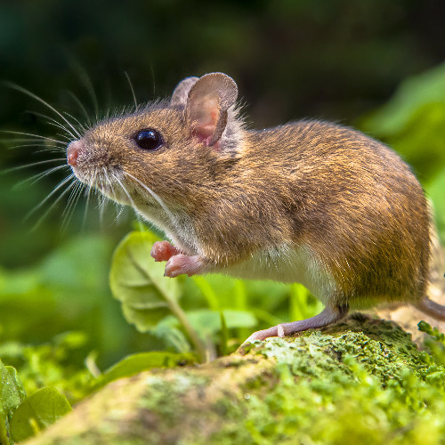 ASMR Small rodent sniffs your brain