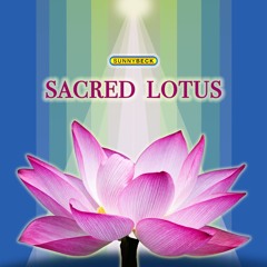 Sacred Lotus