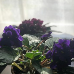 Love > Lust [Prod. JC]