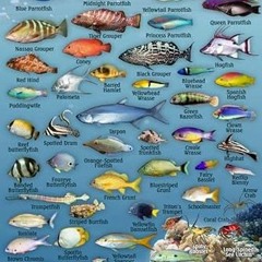❤️ Read Bahamas Reef Creatures Identification Guide Franko Maps Laminated Fish Card 4"x6" by  Fr