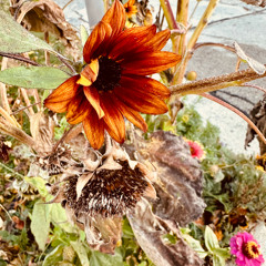 haven't slept so well since my mom died