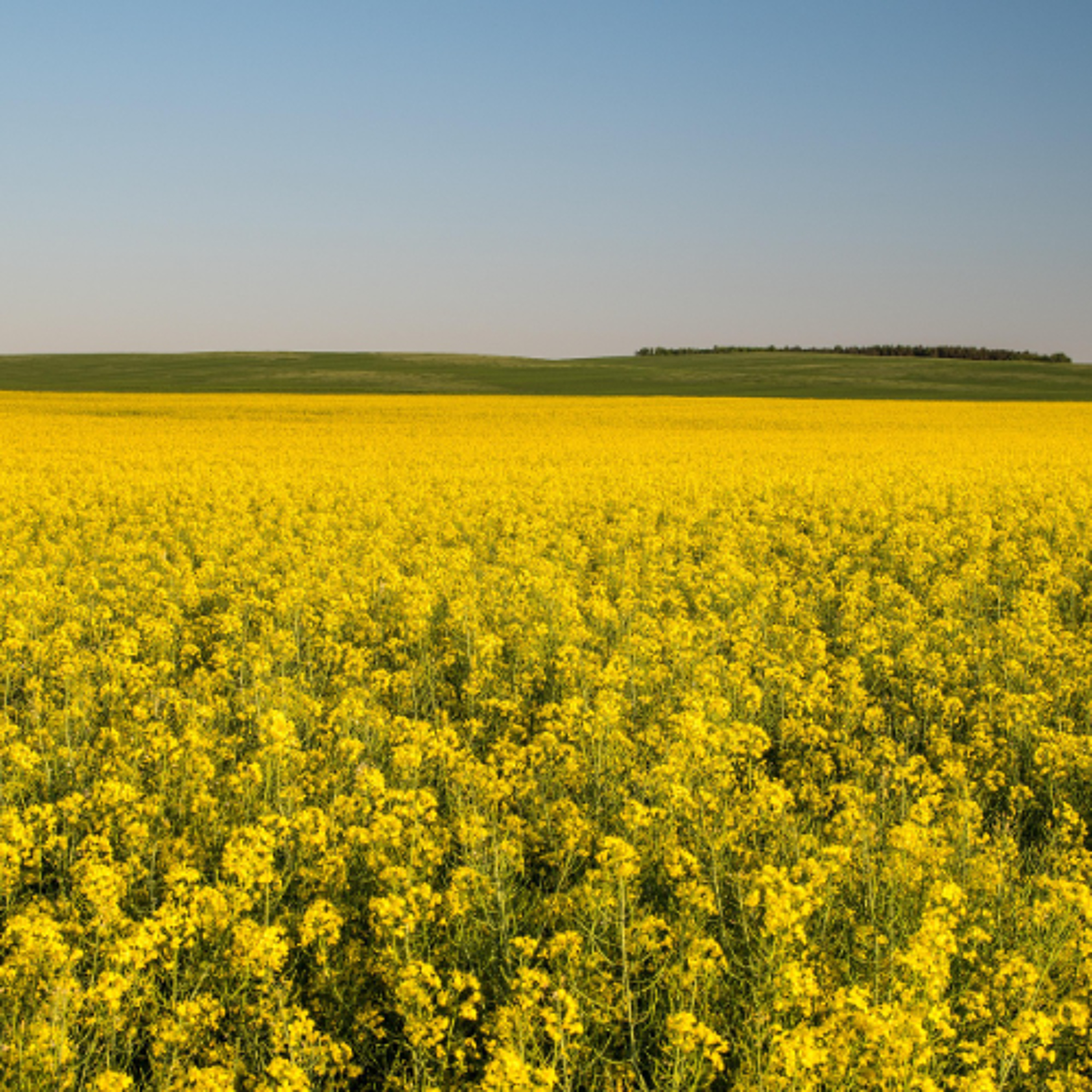 Canola Farmers Press Prime Minister Mark Carney on China Tariffs at Calgary Stampede episode artwork