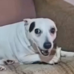 kuci pozdravi fanove