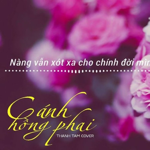 Cánh Hồng Phai Remix - Dương Edward X VU KEM