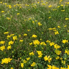 soundsong (Summer 2022)