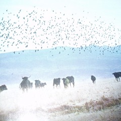 Vuelo