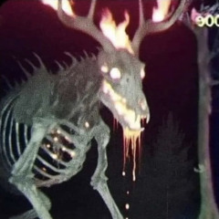 DigiDawg - Bark Bounce
