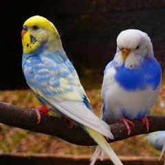 ٢٢ سبتمبر ١٢.٤٥ ص{اللهم صل على محمد وآل محمد}.aac