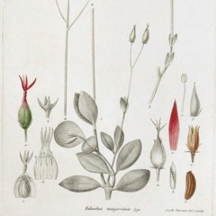 HK_Fantaisies_tracks_111