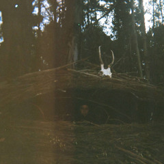 Quantumpuss Berserker 25'