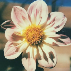 Wait For Spring