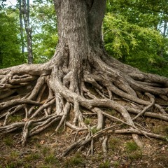 2022-10-06 - We Cannot See the Roots of Trees - Lynne Moore