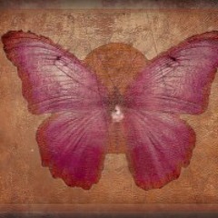 Pink Butterfly