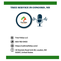 tree-roots-damage-concord-nh