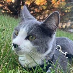 Good Kitty