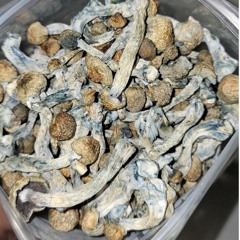 Dried mushrooms for sale