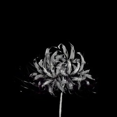 I’M A MISANTHROPE (prod. cruxrgxx)