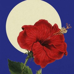 Kalahj Jazz, International Funk & Bossa Nova