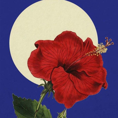 Kalahj Jazz, International Funk & Bossa Nova
