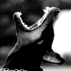 KILO! - DEVIL DOGS [FREE DOWNLOAD]