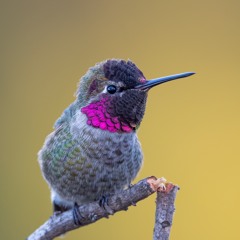 Anna's Hummingbird (Sony PCM-A10)