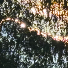 Simplicity - Summer Sun