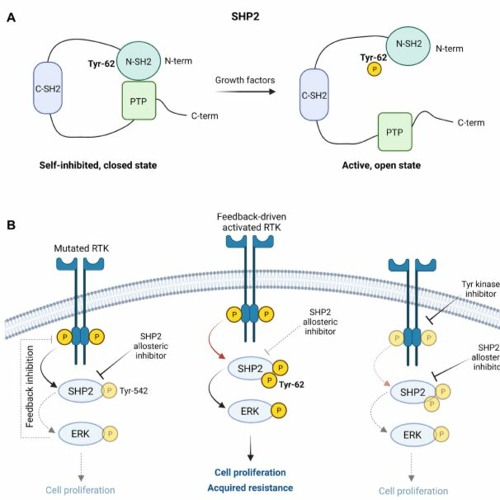 Stream episode Combined Inhibition of SHP2 and Mutated RTKs Prevent ...