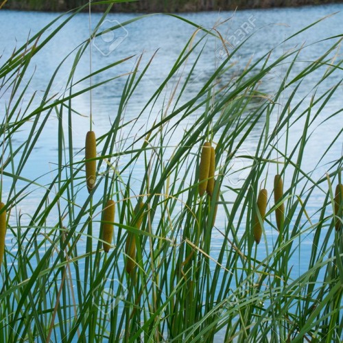 Reed Song Improvisation