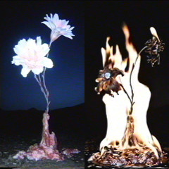 activedecay