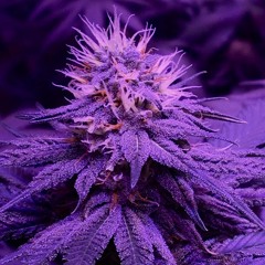 Back to it - Melimamii x Parker