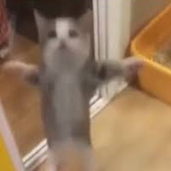 ネコミミアーカイブ (Nekomimi Archive) - Poketto Borusichin