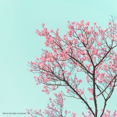 Cherry Tree
