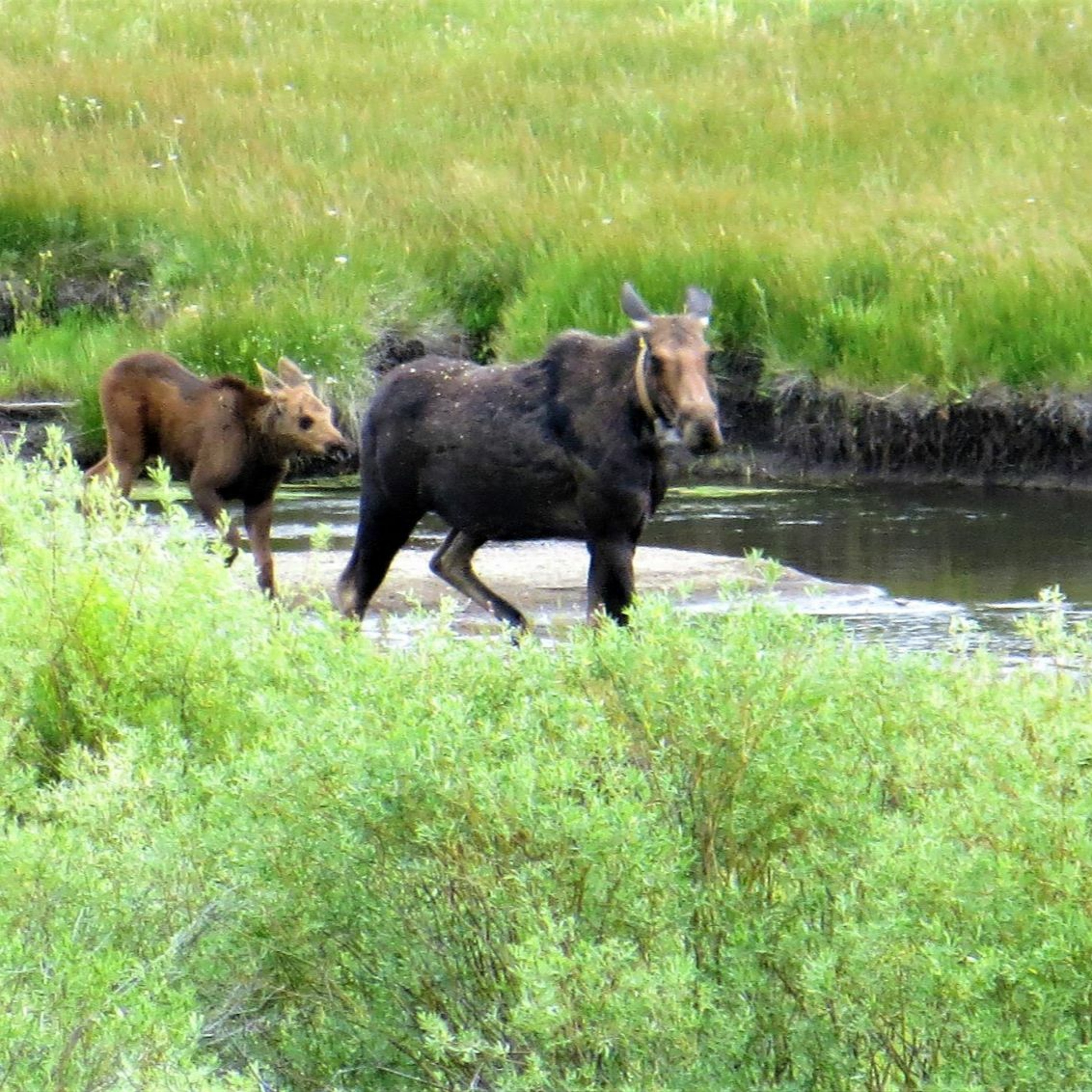 NDOW presents the Nevada Wild Podcast