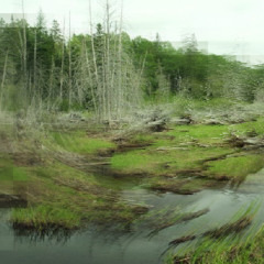SWAMPSTEP
