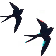 Schwalbensschwarm -ajith p bwe