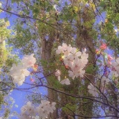 Dreamy (prod.kosei)