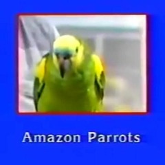 amazon parrots 🦜📦