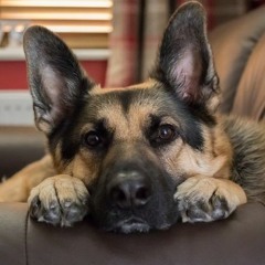 Bear (Alpha) Song - Give me the Cheese