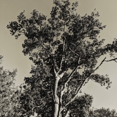 Moon - Demo