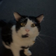 THE STONER PLUS PACK II