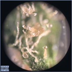 Third Degree Black Belt (prod. Turls)