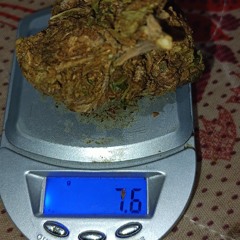 design guia ft Bee mcz