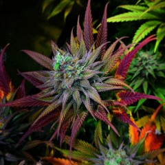 04.DeAeN - Podróże