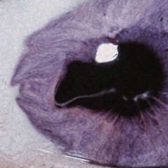 tomorrow i get you violets