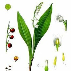 Lily Of The Valley