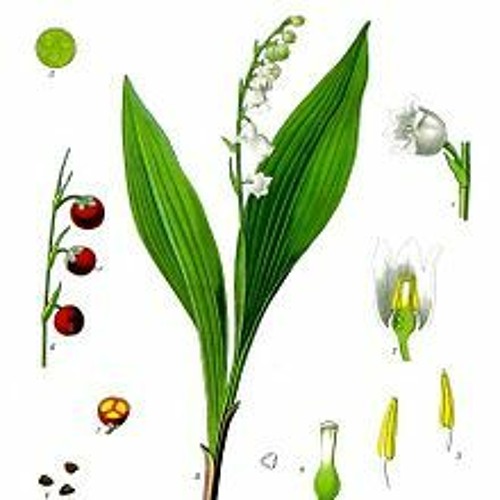 Lily Of The Valley