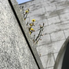 タンポポのカノン